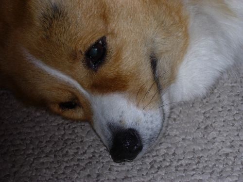 Lukey! - My little Luke resting