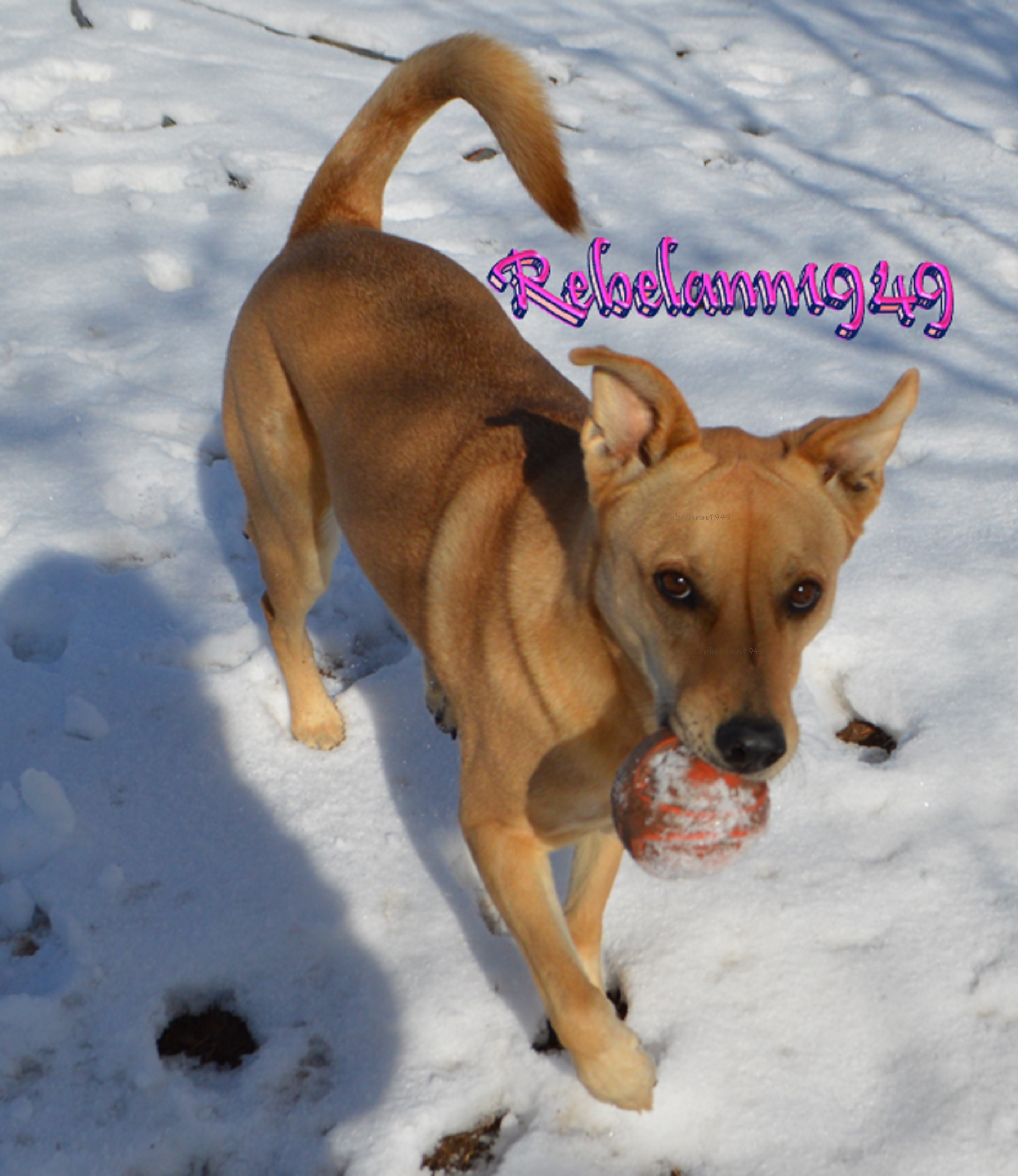 Ally with her squeaky ball. Ally with her squeaky ball.