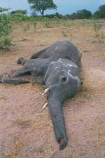 elephant killed just for it tusks - elephant killed just for it tusks