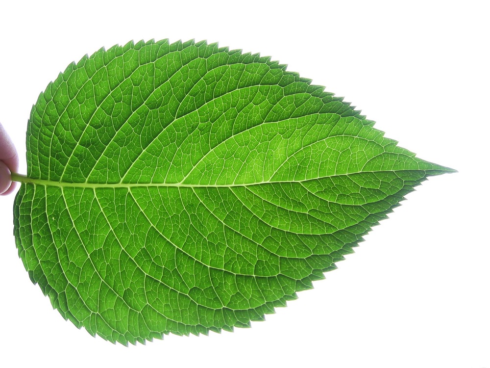 Credited: Picture of Leaf taken from the public domain.