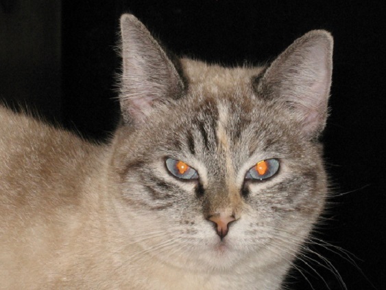 Kismet all grown up