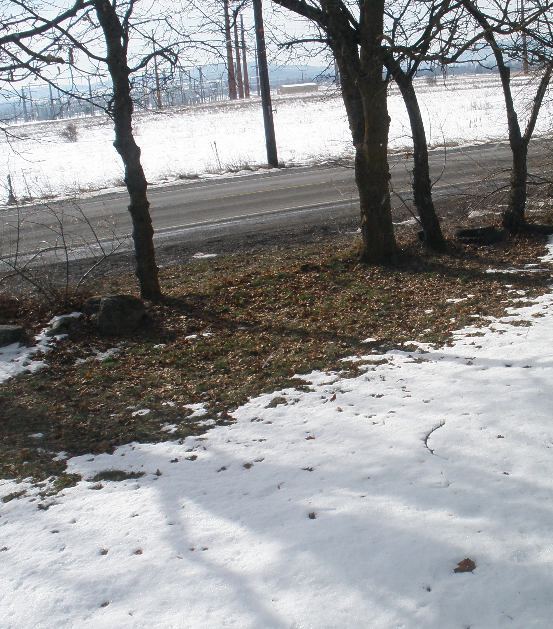 My Yard ©2017 by Richard L. Meister Jr. My Yard ©2017 by Richard L. Meister Jr.