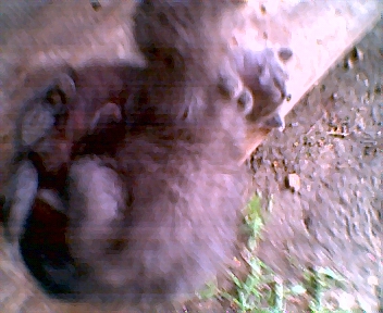 A Big ol Hairball - Three Kittens Playing, To make one big ol fluffy ball of fur rolling around the lawn all day. :) - DNatureofDTrain