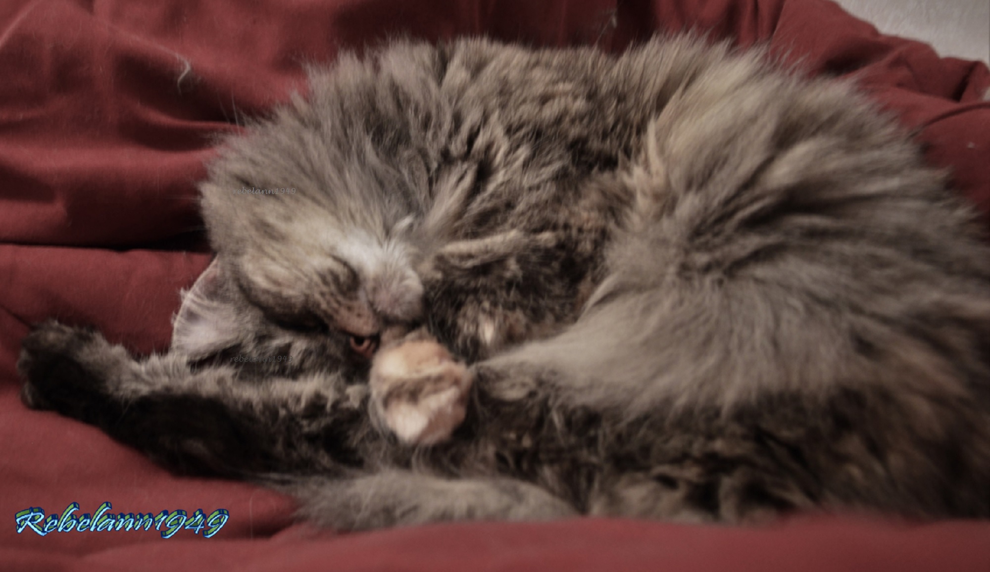 Boobear snoozin Boobear snoozin