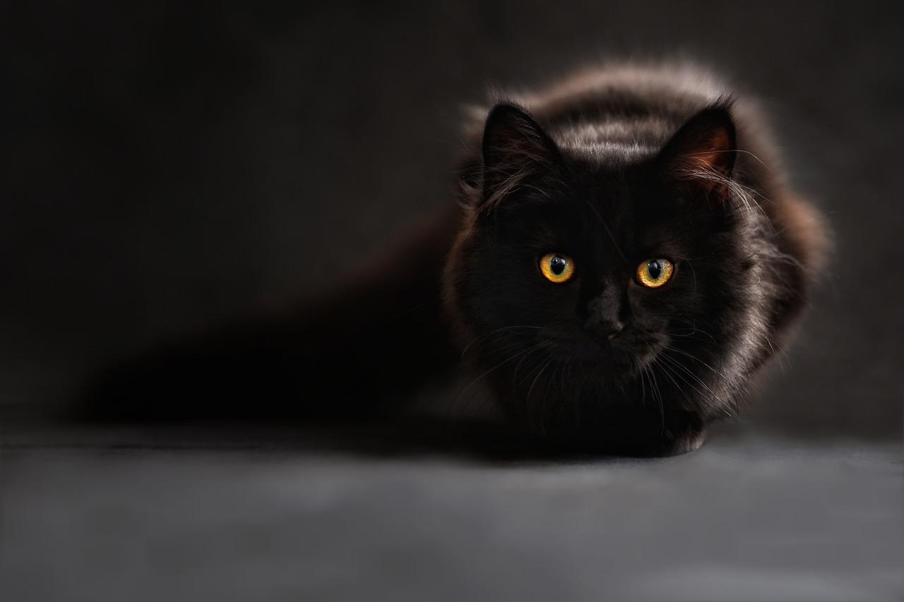 https://pixabay.com/en/cat-silhouette-cats-silhouette-694730/