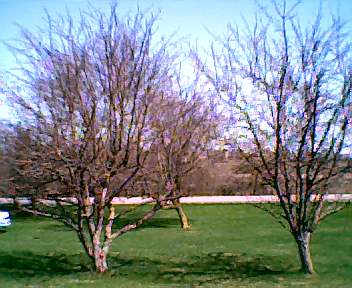 My apple Trees - The Big Apple Tree on the left, Used to be the smaller of the To. The Big one on the Right's Branches used to be twices it size. Until One year. The Big Apple Tree was selfish. I refused to drop it's apples... That is when the branches broke under it's weight, the Smaller Apple tree was very giving, I gave all of its apples away one by one... .. So the moral of the story is be a very giving apple tree, and in the end you will be the Bigger and Better off tree, as if you are to selfish, you will end up taking on more then you can carry and literally bringing yourself to a crash by doing so.... This is a true story about my beloved Apple Trees, that Grandpa and Grandpa planted.