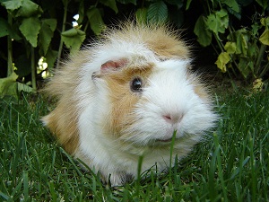 https://commons.wikimedia.org/wiki/File:Guinea_pig-Meerschweinchen.jpg