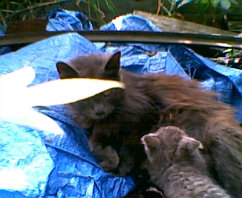 My Boy Cat Sterling, and His Kittens - Sterling appeared to be all Male all boy when he was born, until one day one child came in mortified telling me. Sterling Just had a baby! Sterling is a boy how is this possible? I of course ran outside could not find him Until a few weeks later we discovered he brought them out of hiding. He adopted two kittens, and had a single kitten of his own. Sterling turned out to be a hermaphrodite.... But He still prefers to be refered to as he, he gets made if we say she :) .. Flattens his ears at us lol. So there is a picture of My Father cat nursing his babies. Two of whom he adopted were another cats kittens the other cat was not producing himself, one is his own. - DNatureofDTrain