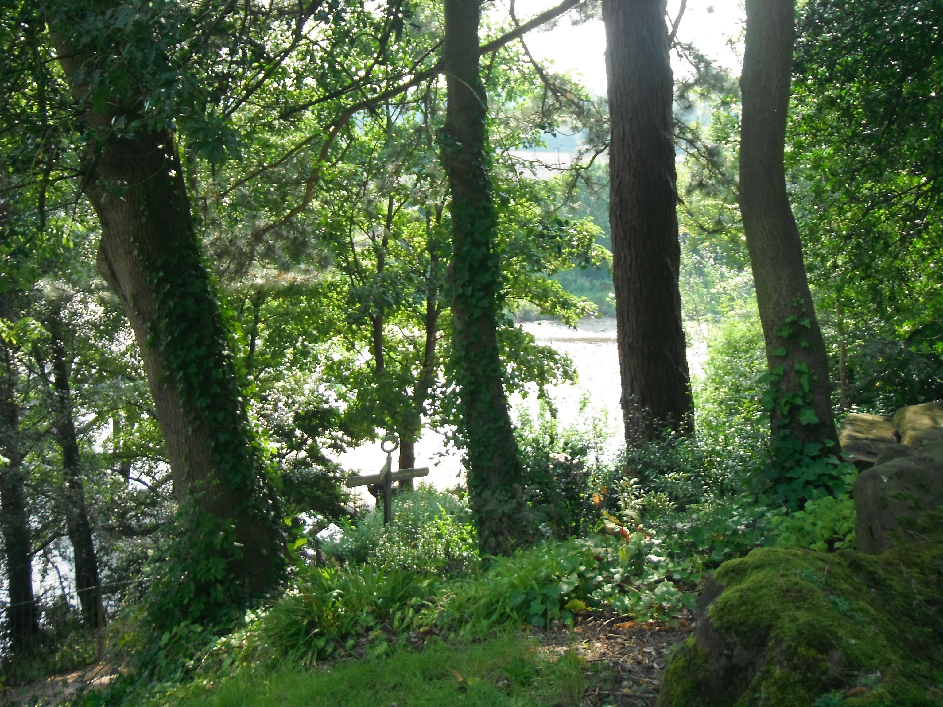 Photo taken by me – the trees of Avenham Park, Preston Photo taken by me – the trees of Avenham Park, Preston