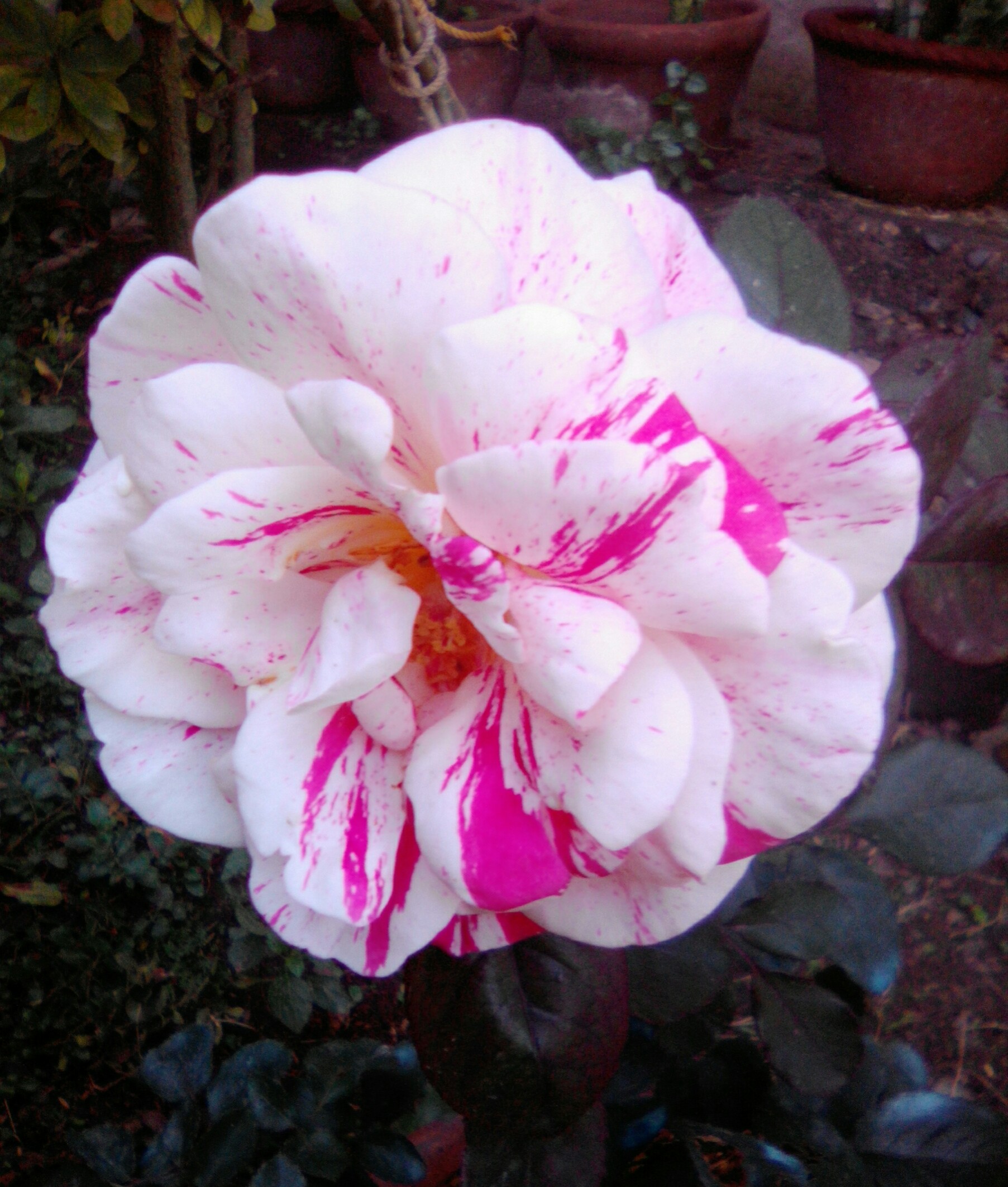 the white rose