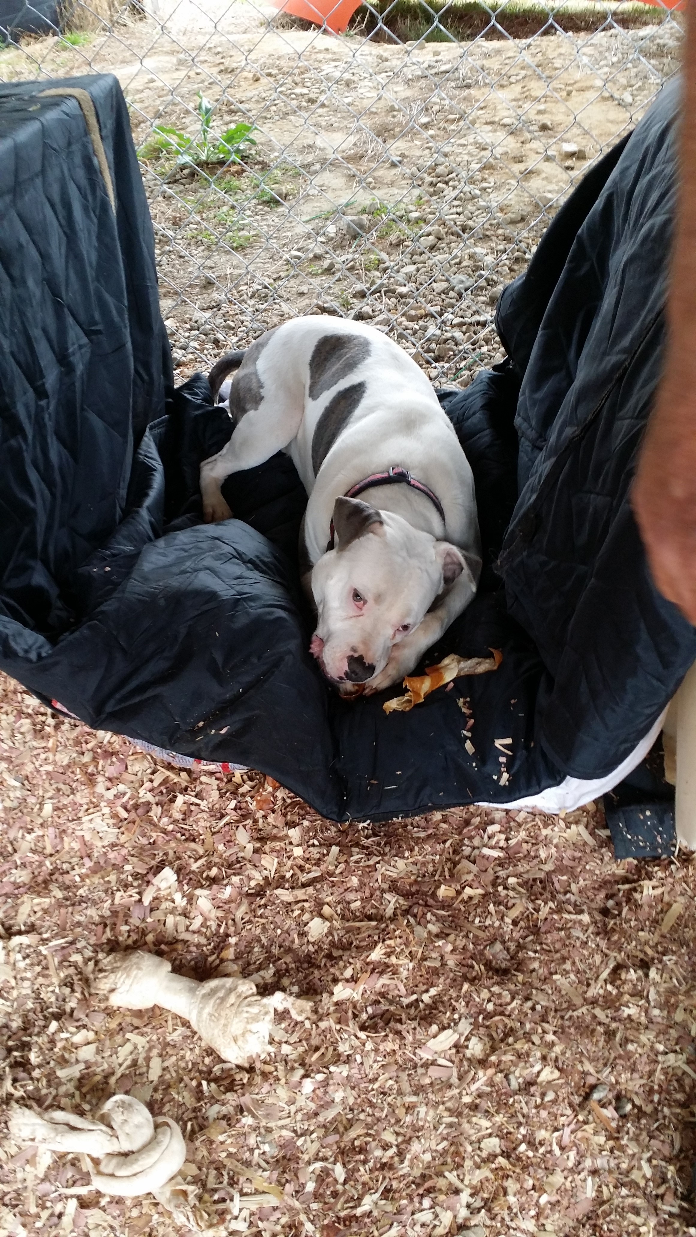 Dukester on his bed in the middle of doghouse, kennel cab 2-22-17 Dukester on his bed in the middle of doghouse, kennel cab 2-22-17