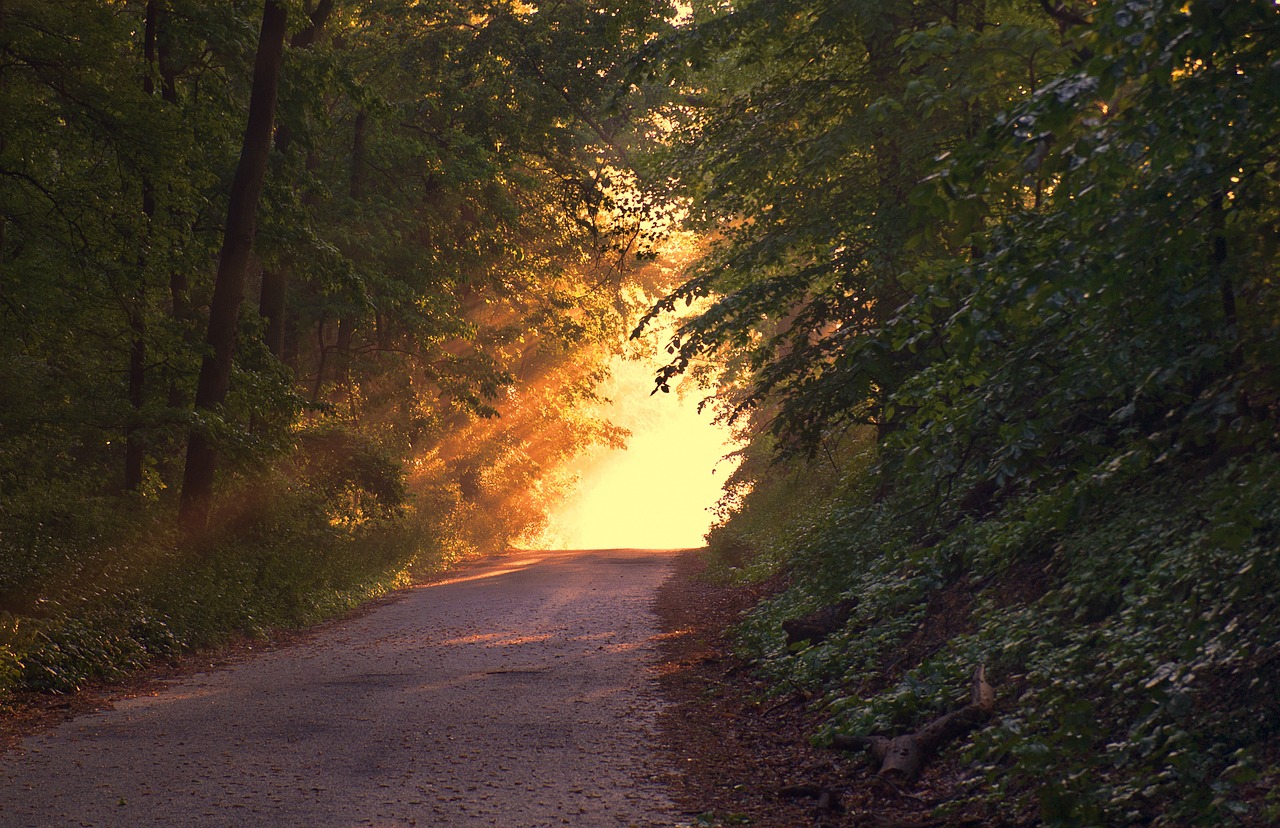 https://pixabay.com/en/sunlight-forest-way-path-evening-166733/ https://pixabay.com/en/sunlight-forest-way-path-evening-166733/
