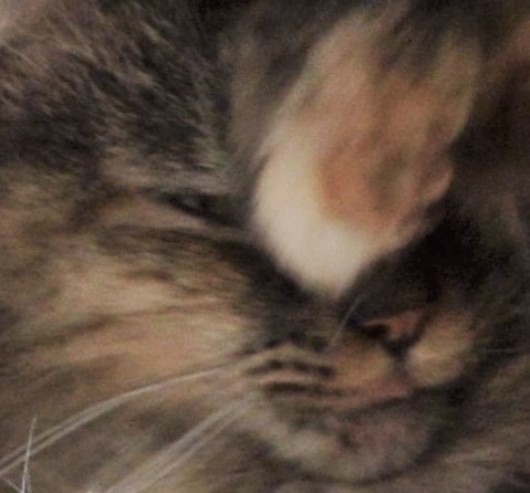Boobear was grooming herself and this was the best shot I got. Boobear was grooming herself and this was the best shot I got.