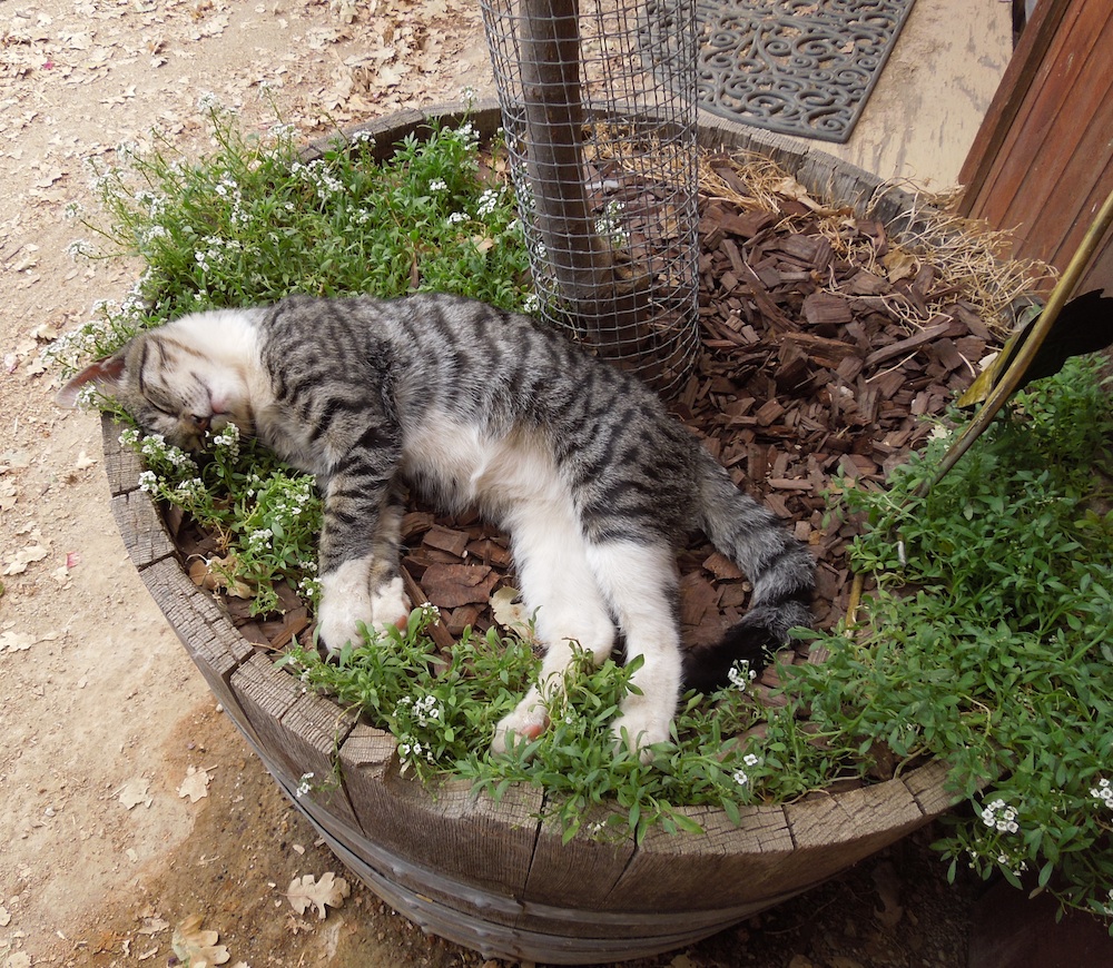 I was sleeping as soundly as this cat I saw at Jack Creek Farm years ago. 
