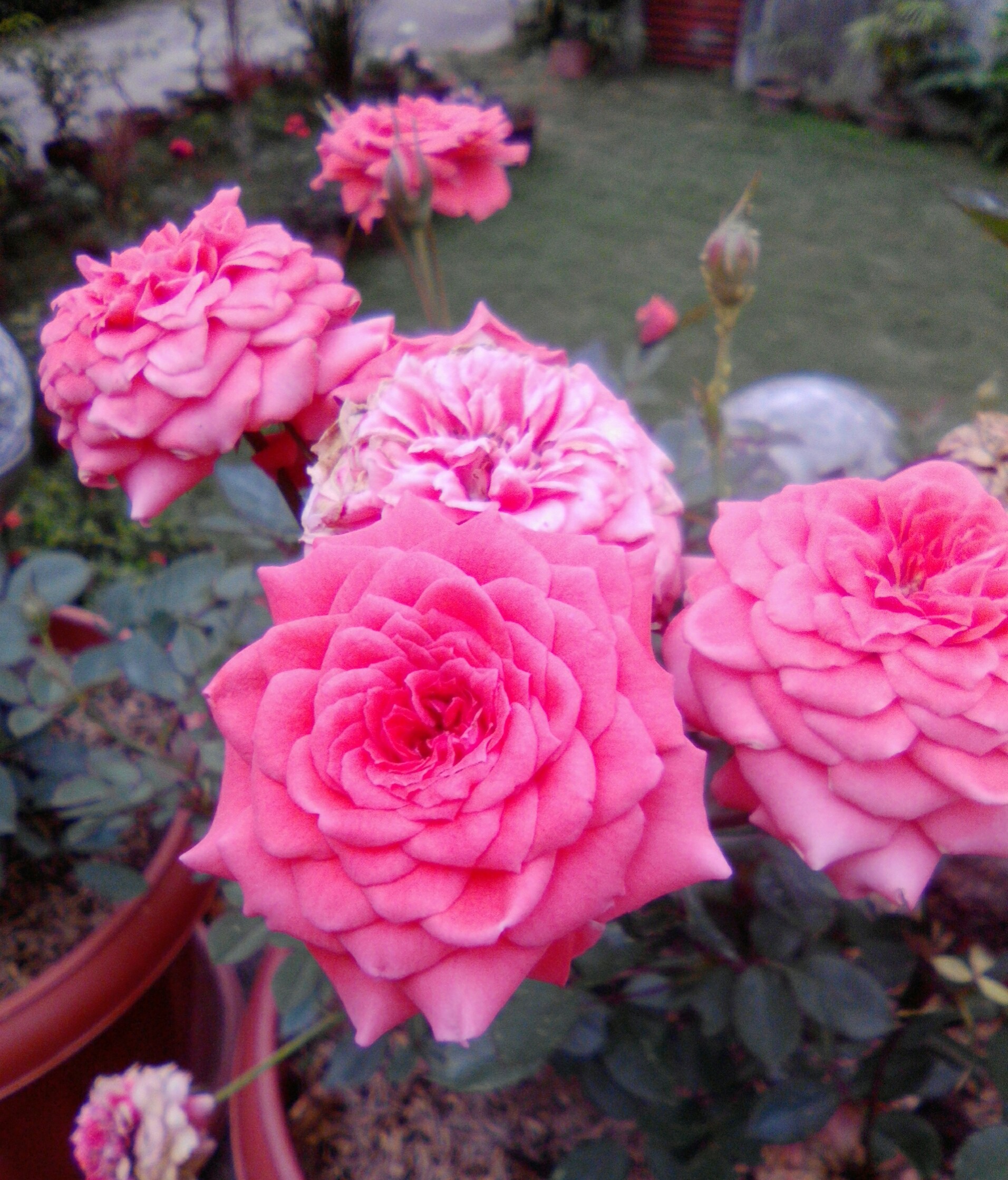 beautiful multi-petalled roses beautiful multi-petalled roses