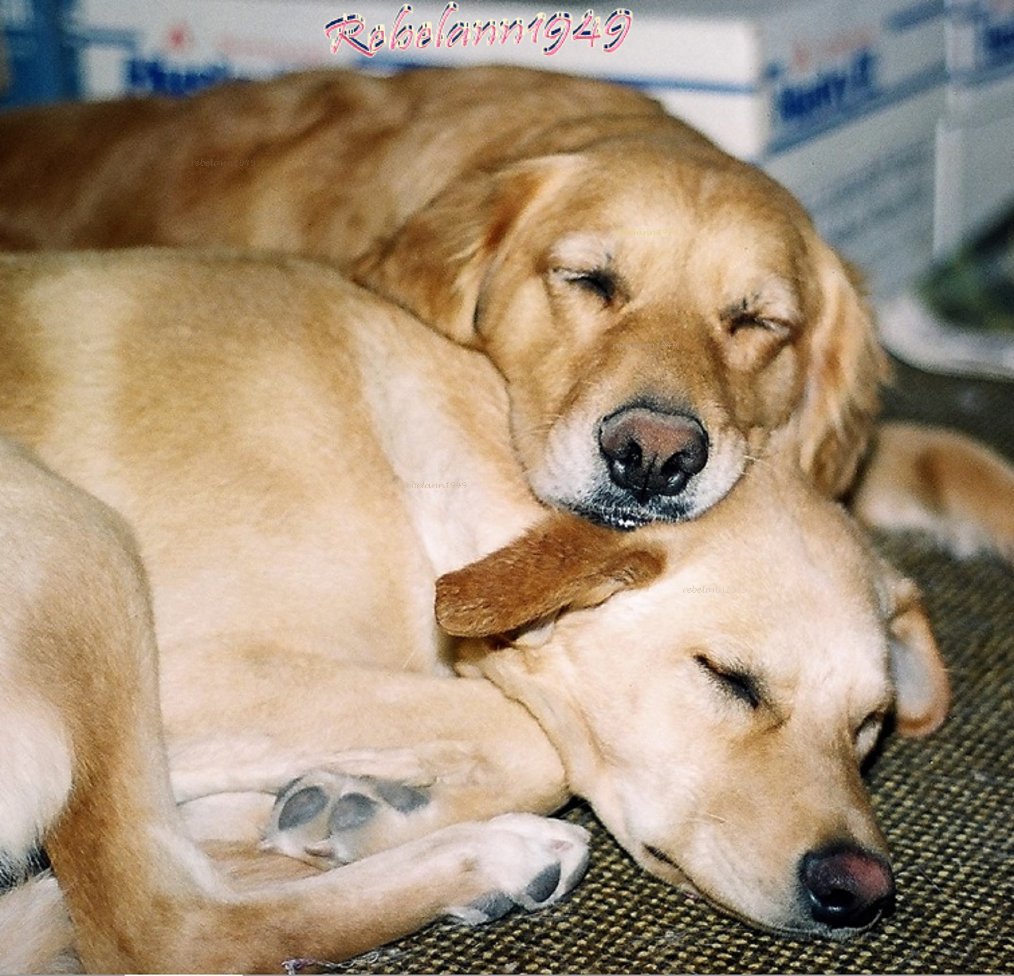 Gracie loved sleeping with her head on Sophies neck, weird eh? Gracie loved sleeping with her head on Sophies neck, weird eh?