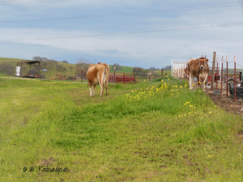 Cows in Paso Robles Wine Country Cows in Paso Robles Wine Country