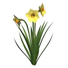 http://www.pngall.com/daffodils-png