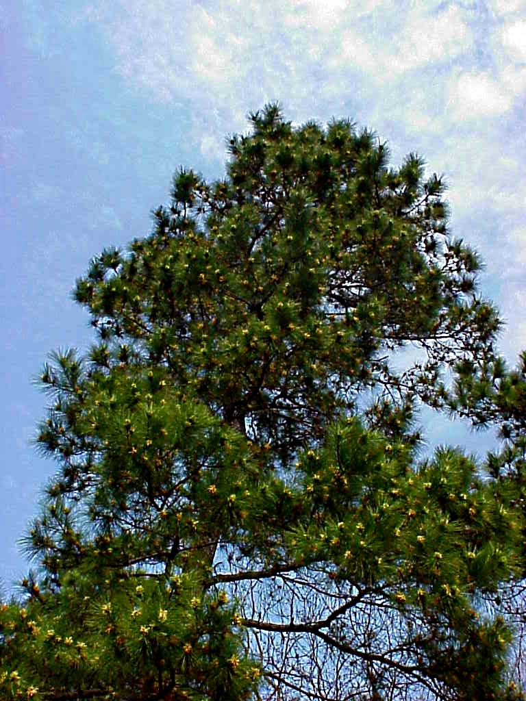 Image - Baby pine trees - Gus Kilthau Image - Baby pine trees - Gus Kilthau