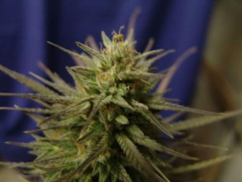 Bud - Dank Bud