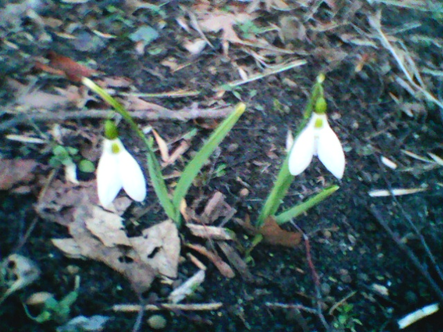 Snowdrops Snowdrops