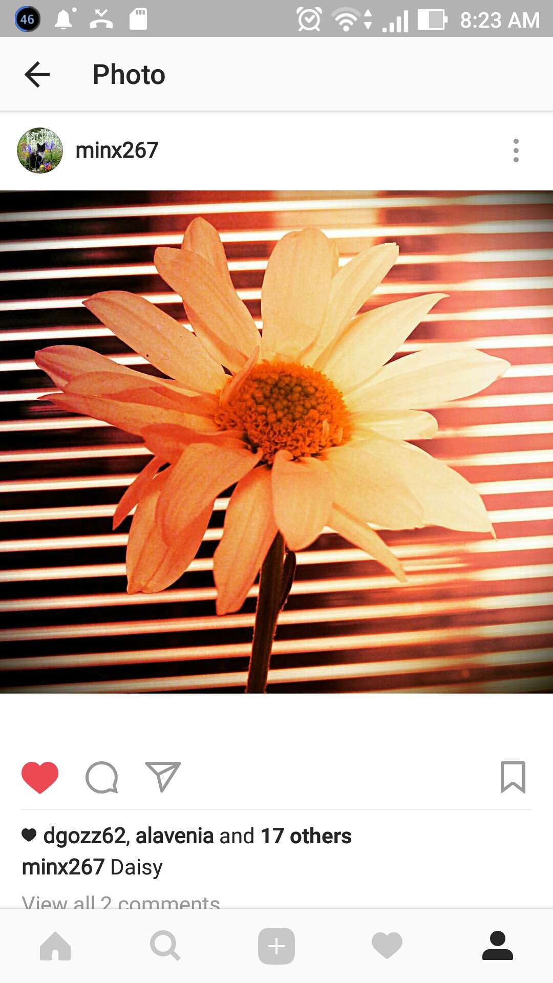 Daisy Daisy