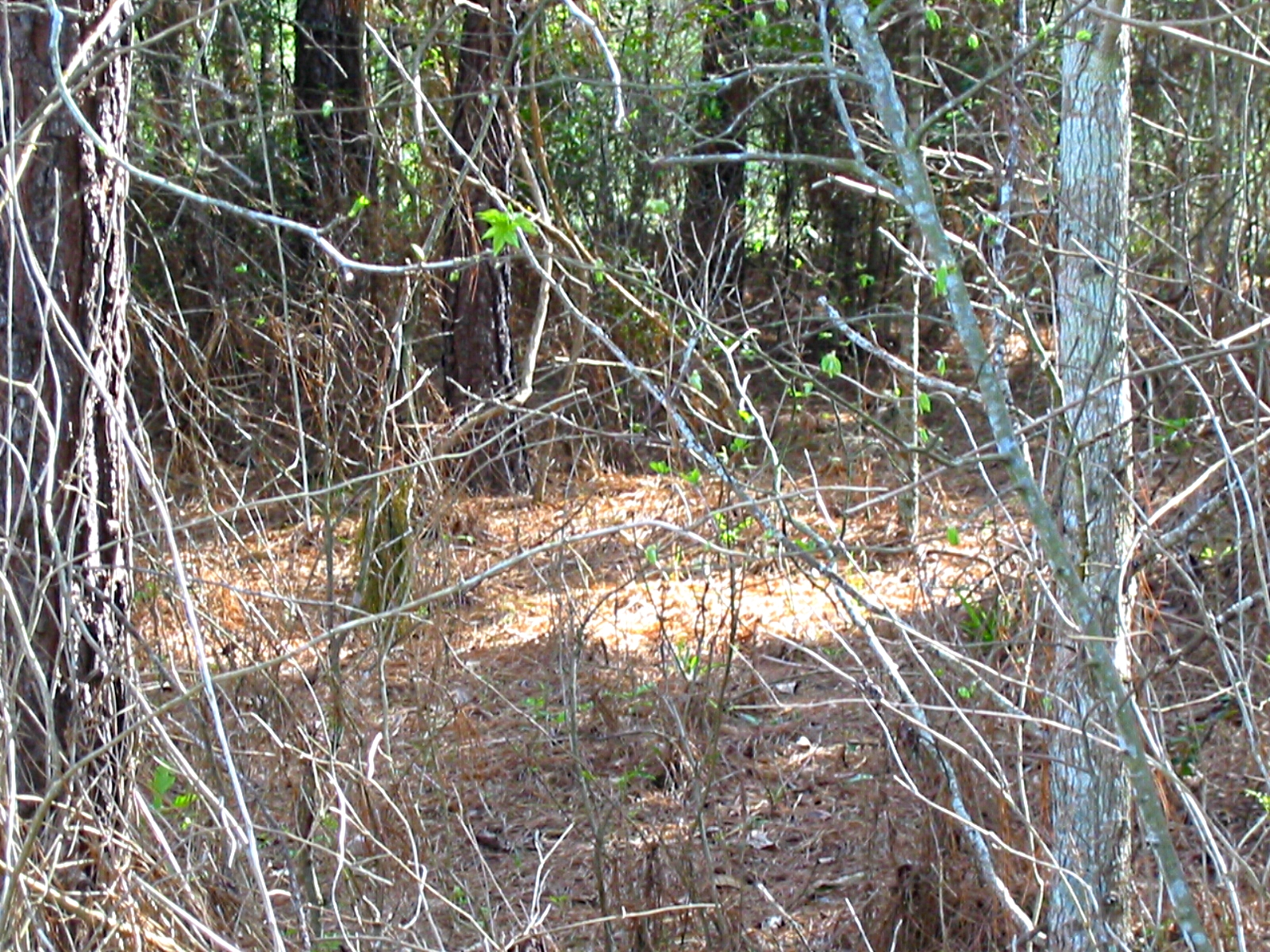 Image: Clearing in the Pines - Gus Kilthau