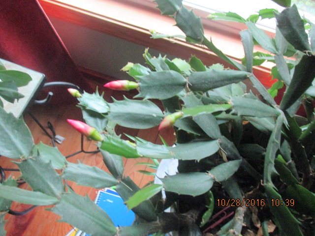 © 2017 Marsha Musselman All Rights Reserved. Christmas Cactus now blooming again just like this. © 2017 Marsha Musselman All Rights Reserved. Christmas Cactus now blooming again just like this.