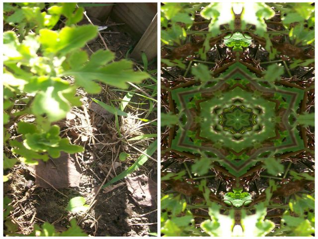 © 2017 Marsha Musselman. All Rights Reserved. Collage of actual mums and photo manipulation © 2017 Marsha Musselman. All Rights Reserved. Collage of actual mums and photo manipulation
