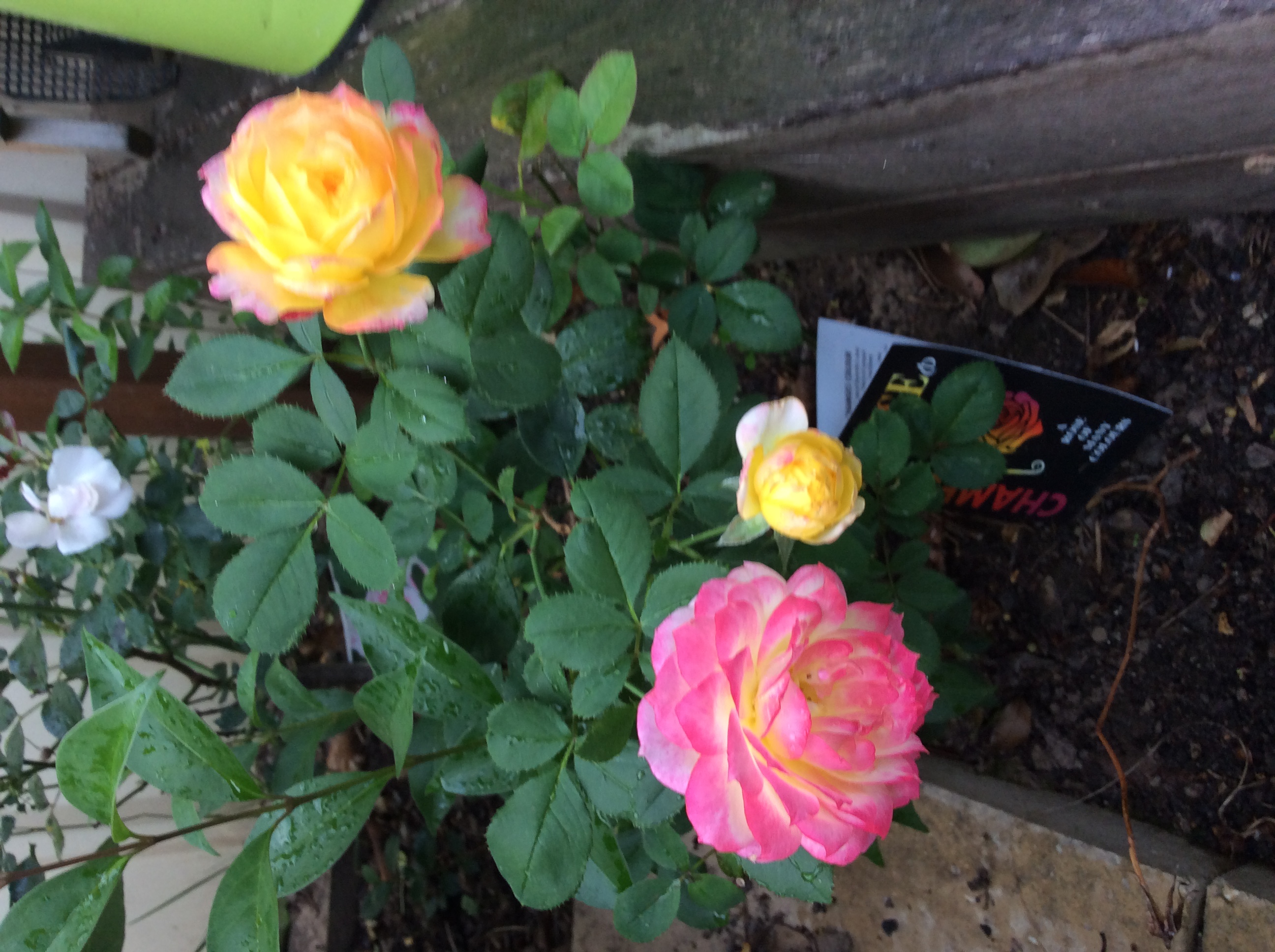 My chameleon rose My chameleon rose