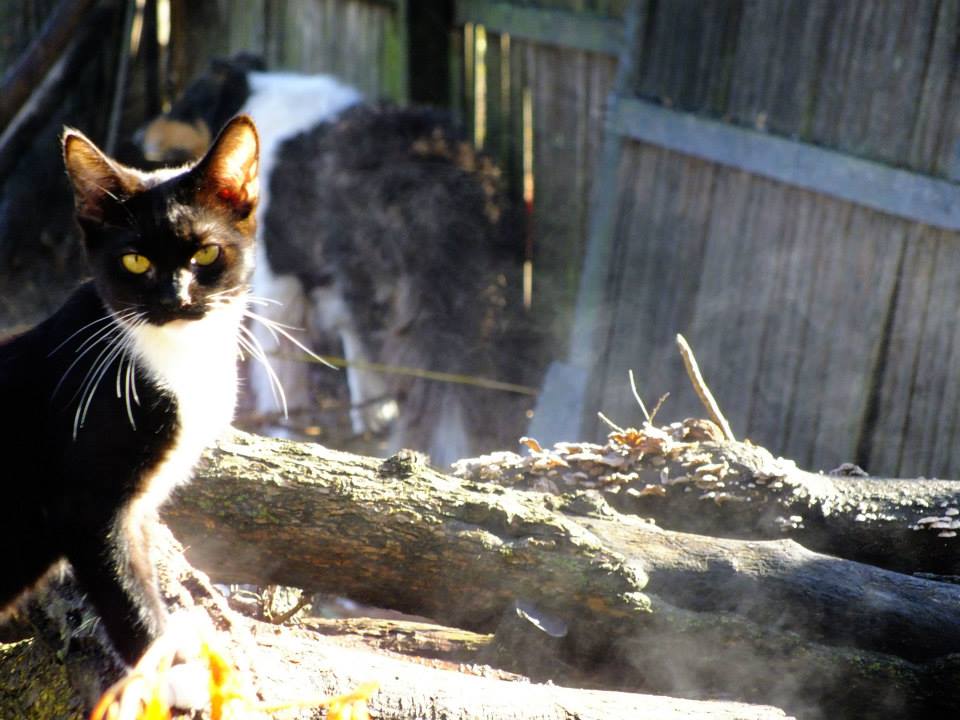 Cat, Morning light wood pile