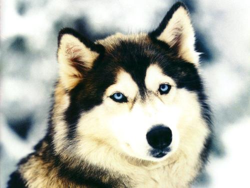 wallpaper - some funny wallpapers