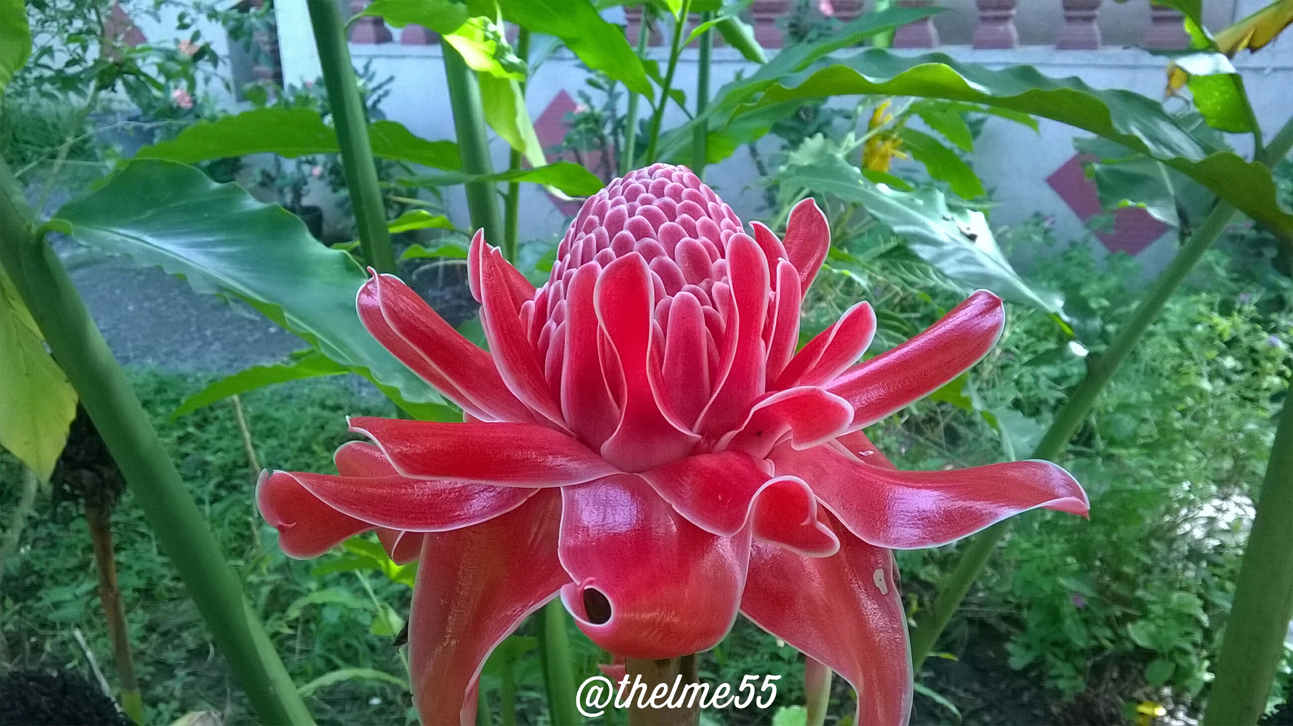 Torch ginger for my late mother