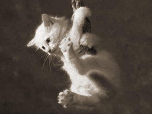 wallpaper - some funny wallpapers