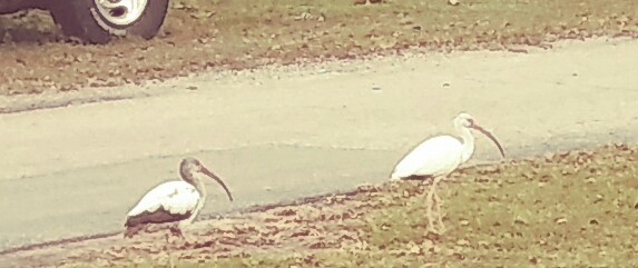 I took this photo and cropped it to make the ibises and curlews larger. 