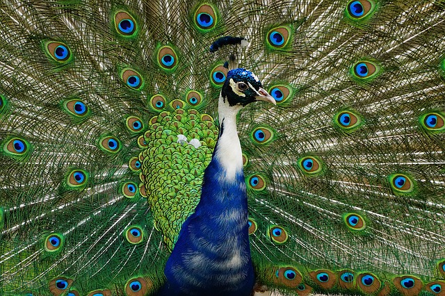 peacock showing off