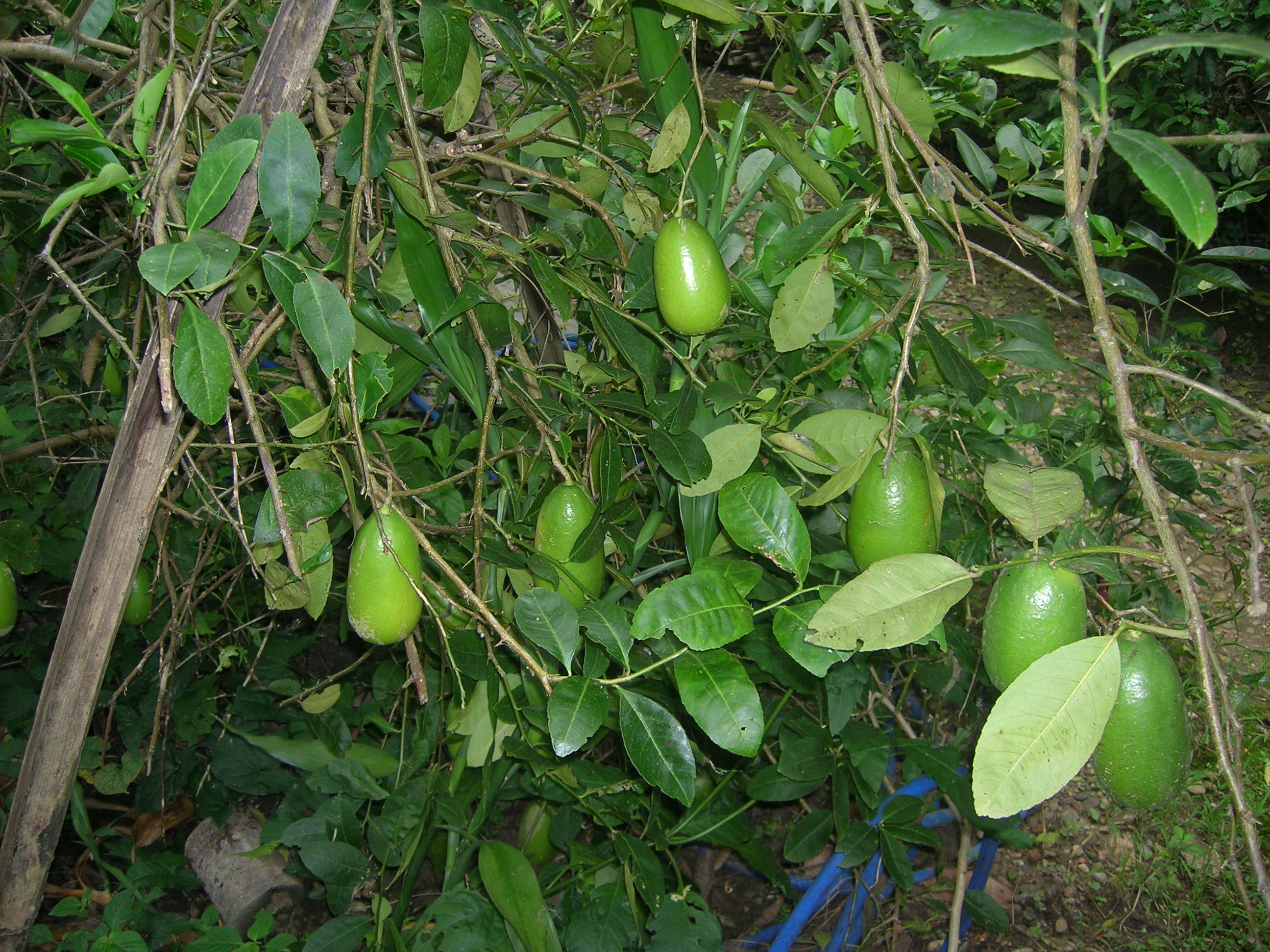 limes in my parents&#039; garden.