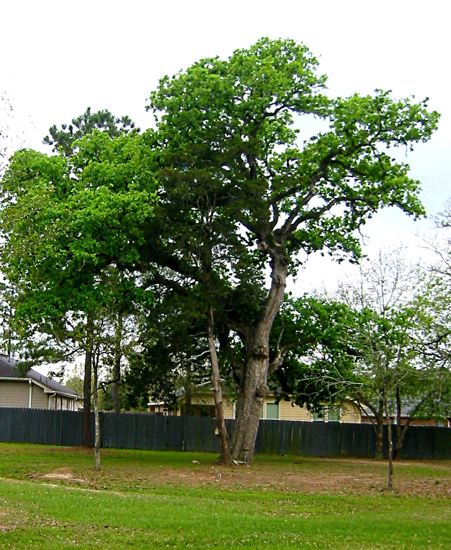 The "Grand Oak Tree" of the Grand Oaks Development - Gus Kilthau The "Grand Oak Tree" of the Grand Oaks Development - Gus Kilthau
