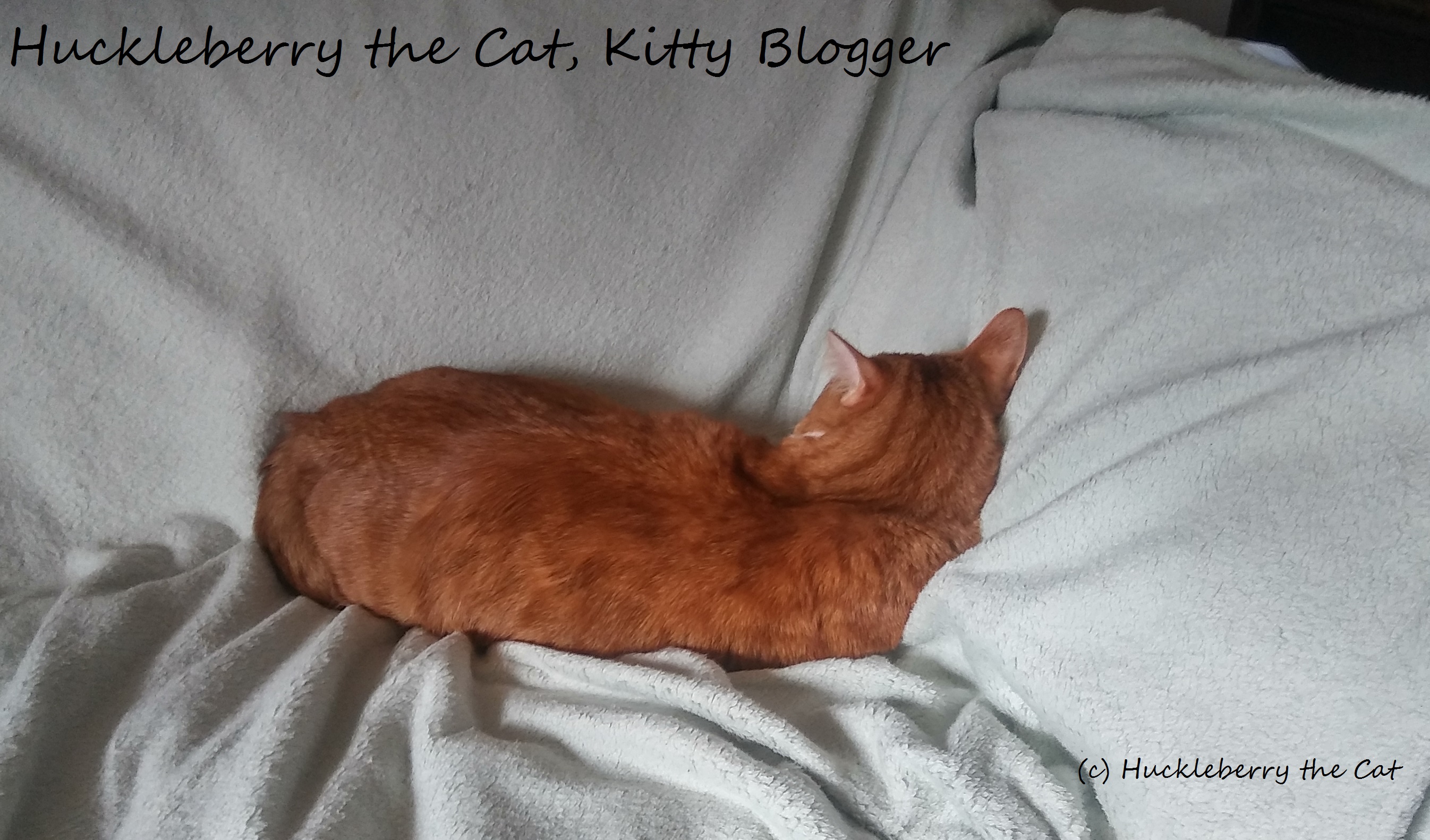 Huckleberry the Cat, Kitty Blogger