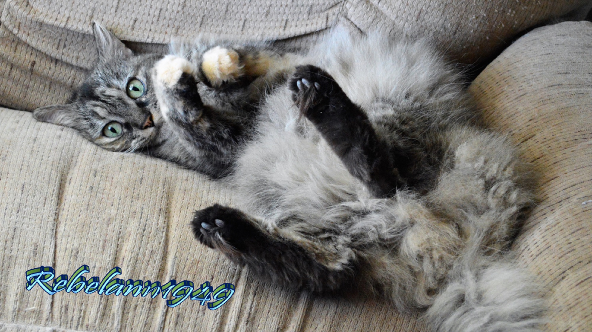 Miss Boobear was rolling around on Mykey's chair a few years ago and I happened to have my camera ready so got a few shots. Miss Boobear was rolling around on Mykey's chair a few years ago and I happened to have my camera ready so got a few shots.