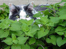catnip catnip