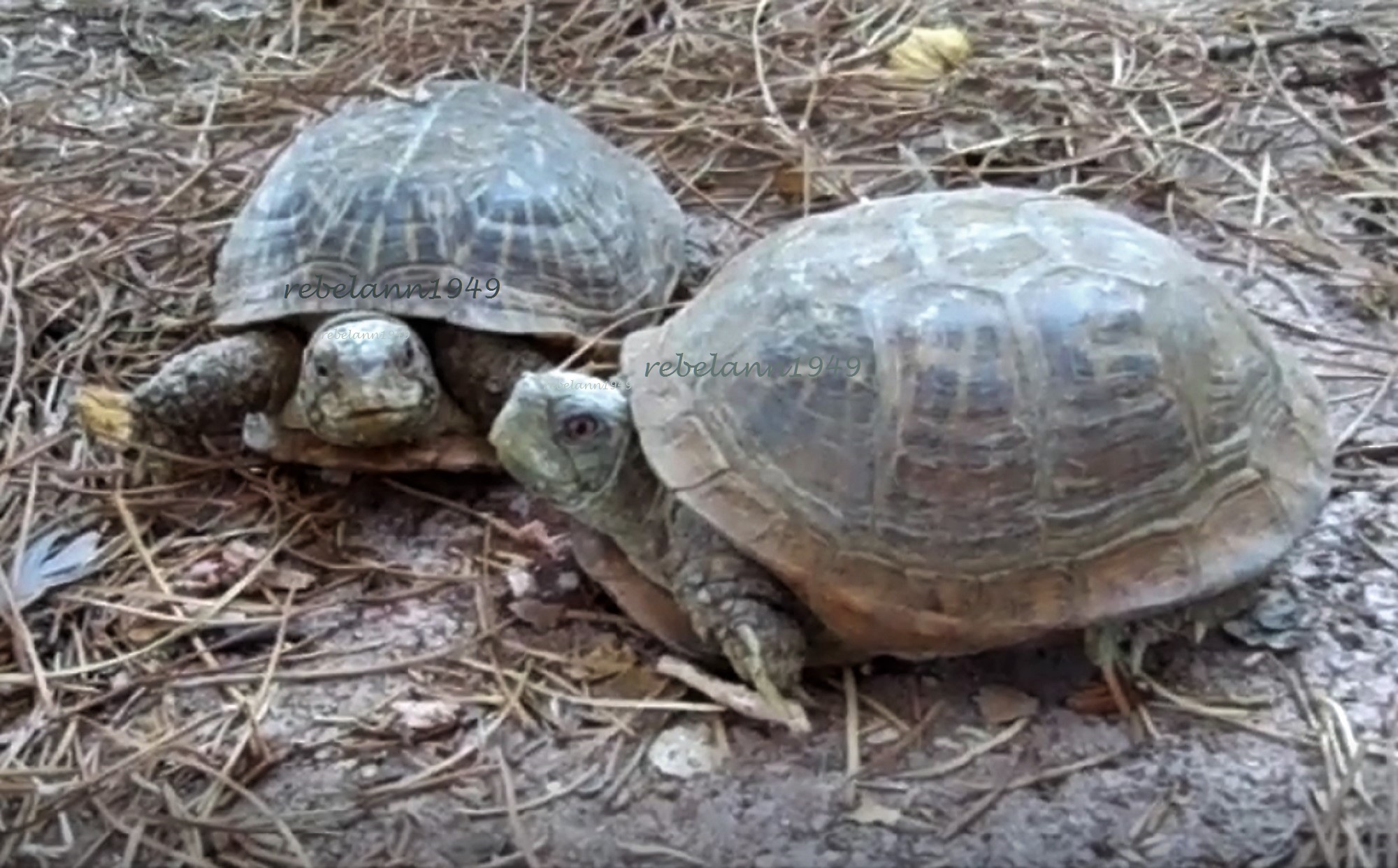 2 of mom&#039;s turtles.