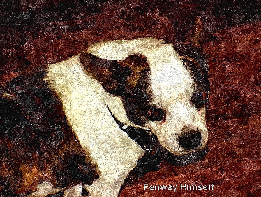 Portrait of "Fenway," the rescue dog