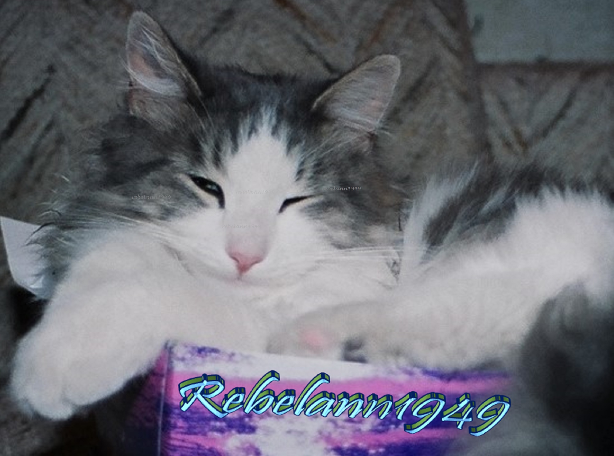 Spunky lived from 1992 until 2007, he was my big sweetie. Spunky lived from 1992 until 2007, he was my big sweetie.