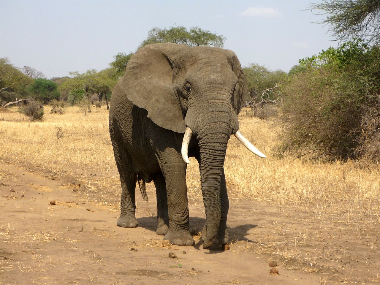 You can learn a lot from these gentle giants about exercising You can learn a lot from these gentle giants about exercising