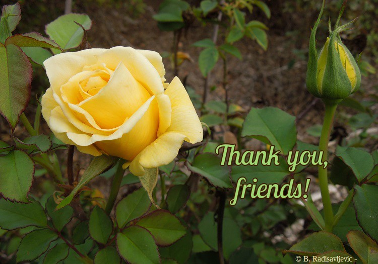 Yellow Rose Thank You Yellow Rose Thank You