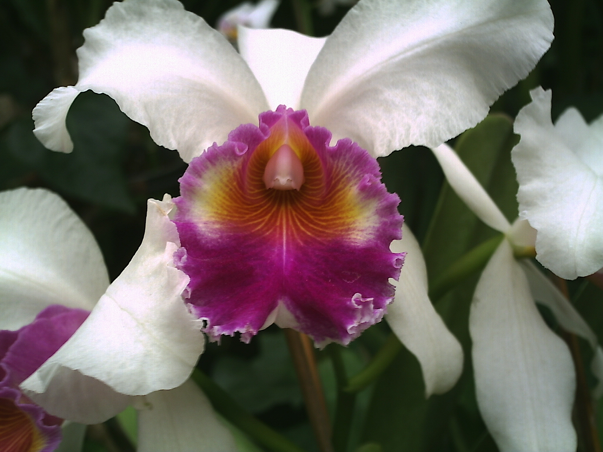 A flower, is a life - It represents the perfection, is the adornment of the life. Symbol of happiness or death