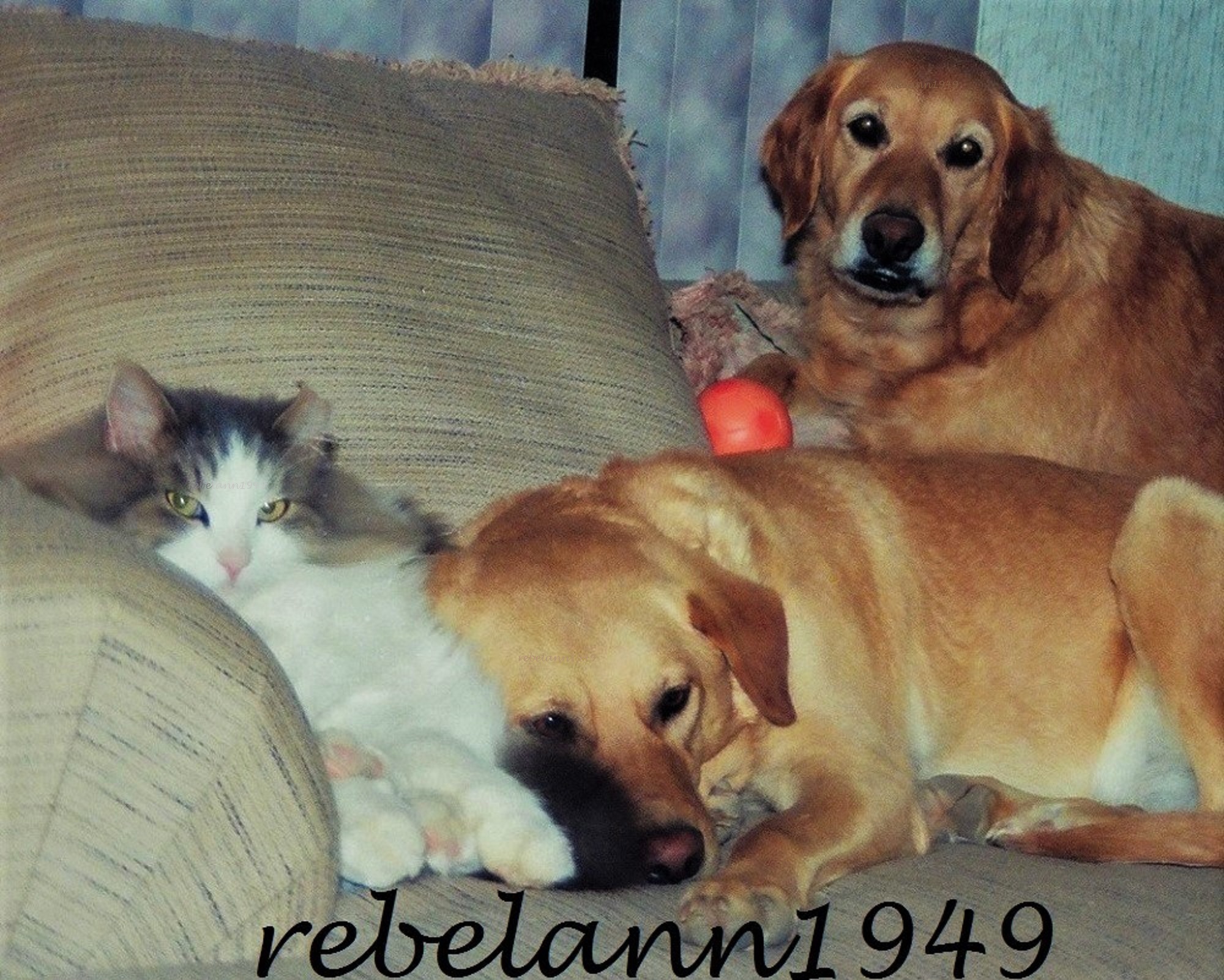 Spunky the kitty with Sophie using him as a pillow and Gracie at the top. My 1990s trio. Spunky the kitty with Sophie using him as a pillow and Gracie at the top. My 1990s trio.
