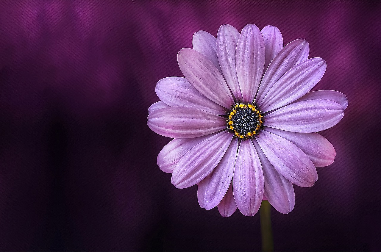 Photo Credit: Pixabay Free to use & Share Even Commercially Photo Credit: Pixabay Free to use & Share Even Commercially
