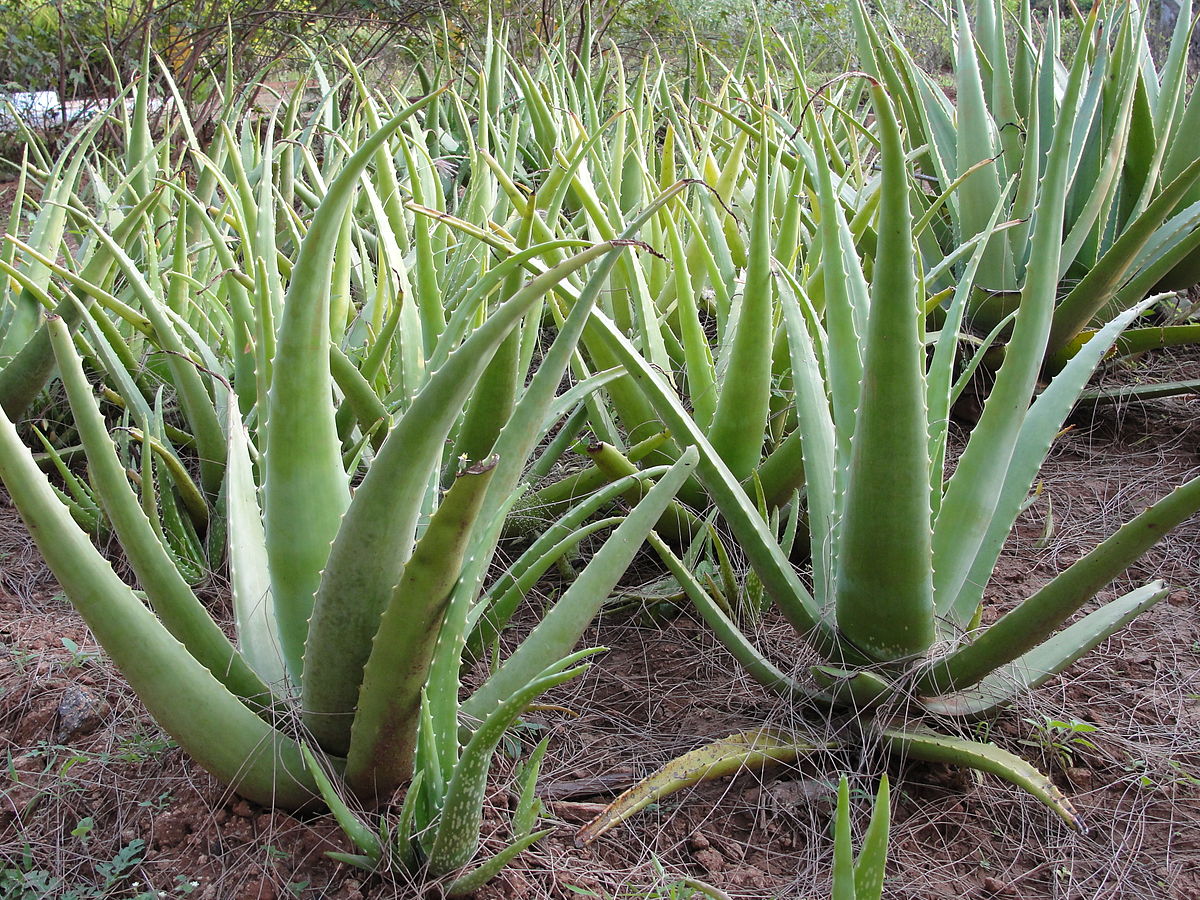 https://commons.wikimedia.org/wiki/File:Aloe_barbadensis.JPG